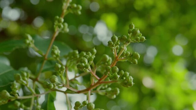 White Crepe Myrtle (Lagerstroemia) Green Buds Against Bokeh Background. Close-up Shot