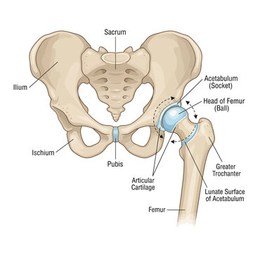 Anatomical illustration showing the human hip joint structure and pelvis bone components with labeled medical descriptions