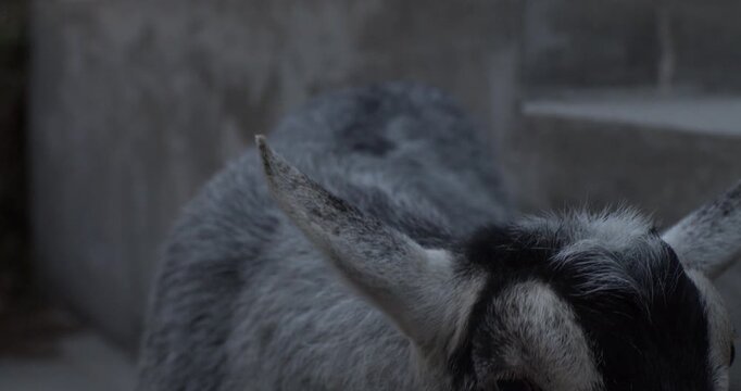 Close-up of a gray goat standing in a dim concrete enclosure and turning its head toward the camera.