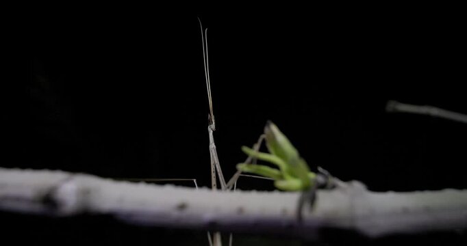 Indian Grass Mantis at night; slow motion macro look at dark eyes adaptation