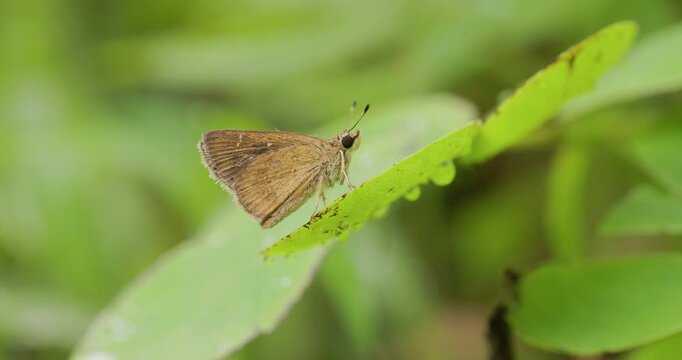 Chestnut Bob butterfly warming on grass; slow motion monsoon morning, brown skipper