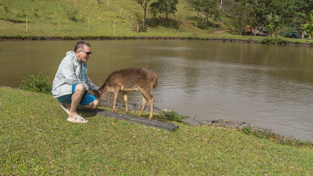 A man is squatting on the shore of a lake stroking a deer Rusa Cervus timorensis. The animal calmly eats grass, tilted its head. Profile view. Mauritius.  La Vall&eacute;e Des Couleurs Nature Park