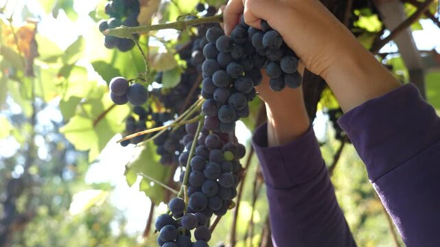 Hands picking ripe purple grapes from vineyard vine in warm sunlight. Fresh fruit harvest with hanging grape clusters and green leaves during natural daylight
