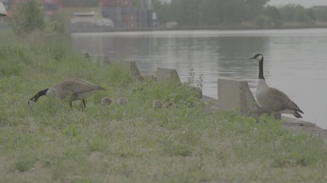 Geese grazing near a calm riverside with shipping containers in the background creating a serene natural scene rich detail cinematic quality stunning visuals LOG