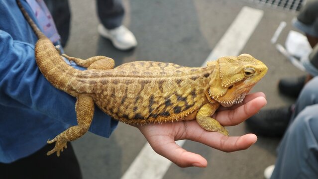 A close up of a person's hand holding a tame yellow bearded dragon outdoors, showcasing exotic pet interaction and reptile care hobby.