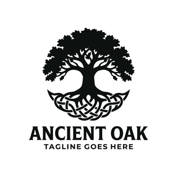 Detailed oak tree icon featuring intricate Celtic knot roots symbolizing growth and heritage.