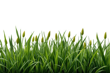 Obraz premium Lush green grass and budding yellow flowers growing, ushering in spring, isolated on transparent background