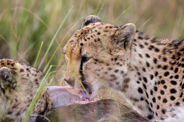 Wild cheetah eating fresh prey in Maasai Mara © mktuteja