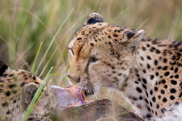 Cheetah feeding in the Kenyan savanna © mktuteja
