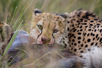 Close portrait of cheetah feeding on prey © mktuteja