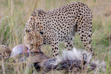 Wild cheetah eating fresh prey in Maasai Mara © mktuteja