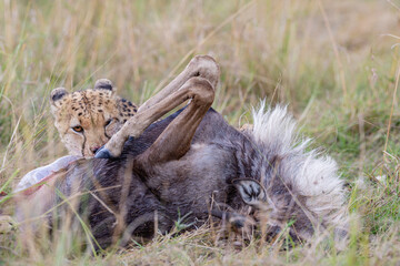 Cheetah feeding in the Kenyan savanna © mktuteja