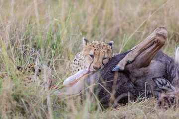 Close portrait of cheetah feeding on prey © mktuteja