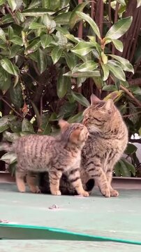 Orange and white cat nursing tiny kitten on wooden steps. Mother cat bonding with newborn offspring outdoors in natural light.