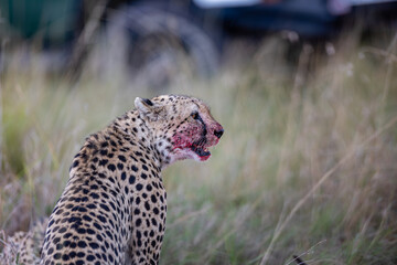 Cheetah with wildebeest kill in Maasai Mara © mktuteja