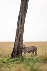 Cheetah feeding in the Kenyan savanna © mktuteja