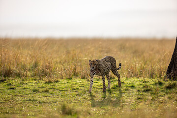 Cheetah with wildebeest kill in Maasai Mara © mktuteja