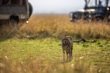 Cheetah feeding on wildebeest carcass in Maasai Mara © mktuteja