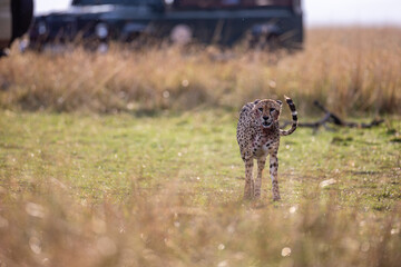 Close portrait of cheetah feeding on prey © mktuteja