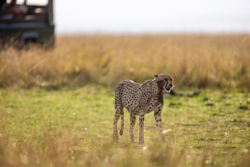 Cheetah with wildebeest kill in Maasai Mara © mktuteja