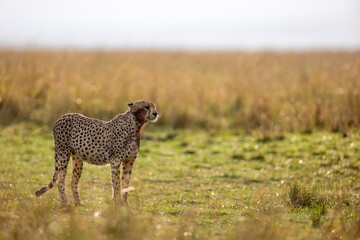 Close portrait of cheetah feeding on prey © mktuteja