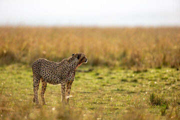 Cheetah scent marking beside a tree in Maasai Mara © mktuteja