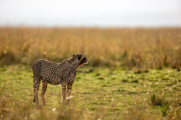 Cheetah scent marking beside a tree in Maasai Mara © mktuteja