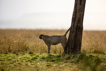 Cheetah scent marking beside a tree in Maasai Mara © mktuteja