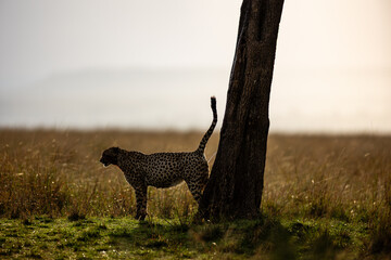 Cheetah scent marking beside a tree in Maasai Mara © mktuteja