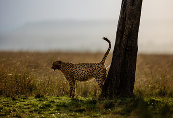 Cheetah scent marking beside a tree in Maasai Mara © mktuteja