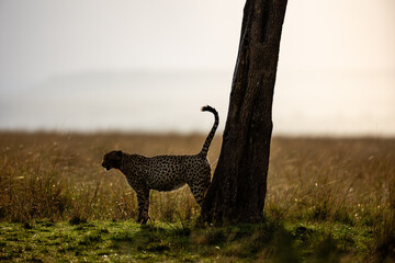 Cheetah scent marking beside a tree in Maasai Mara © mktuteja