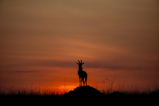 Topi antelope silhouetted at sunrise in Maasai Mara
