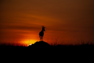 Topi antelope silhouetted at sunrise in Maasai Mara © mktuteja