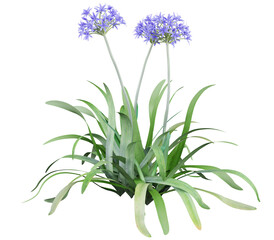 Fototapeta premium Agapanthus africanus Isolated PNG, Blue Flowering Ornamental Clump, Transparent Background