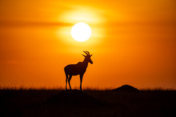 Topi antelope silhouetted at sunrise in Maasai Mara © mktuteja