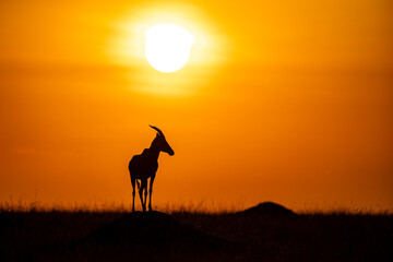Topi antelope silhouetted at sunrise in Maasai Mara © mktuteja
