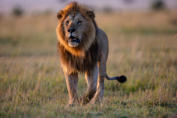 Male African lion in golden Maasai Mara grassland © mktuteja