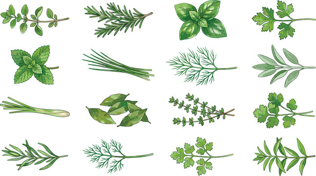 Set of fresh culinary herbs vector illustrations featuring rosemary basil mint parsley dill tarragon chives thyme and bay leaves
