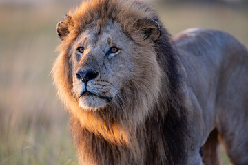 Male African lion in golden Maasai Mara grassland © mktuteja