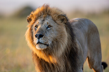 Male African lion in golden Maasai Mara grassland © mktuteja