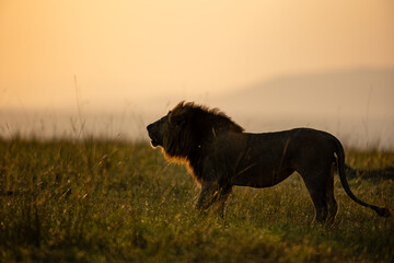 Male African lion in golden Maasai Mara grassland © mktuteja
