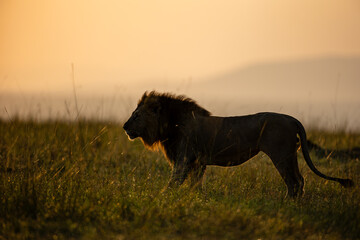 Male African lion in golden Maasai Mara grassland © mktuteja