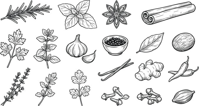 Culinary herbs and spices vector illustration set featuring hand drawn rosemary basil parsley garlic ginger cinnamon chili and peppercorns