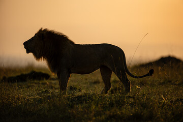 Male African lion in golden Maasai Mara grassland © mktuteja