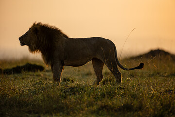 Male African lion in golden Maasai Mara grassland © mktuteja