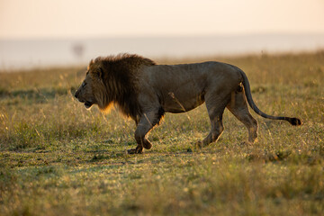 Male African lion in golden Maasai Mara grassland © mktuteja
