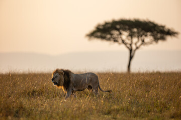 Male African lion in golden Maasai Mara grassland © mktuteja