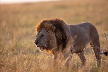 Male African lion in golden Maasai Mara grassland © mktuteja