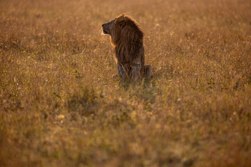 Male African lion in golden Maasai Mara grassland © mktuteja