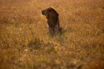 Male African lion in golden Maasai Mara grassland © mktuteja